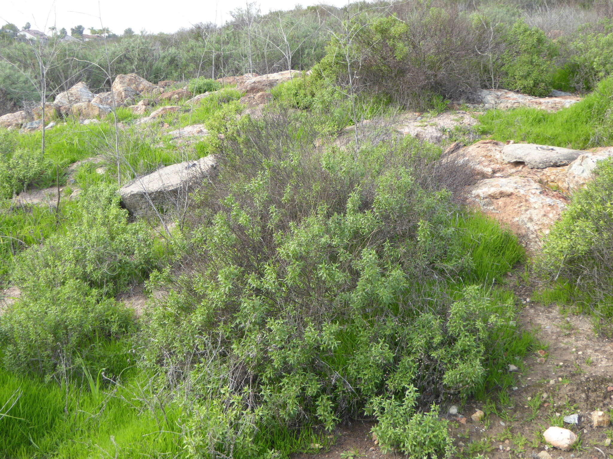 صورة Bahiopsis laciniata (A. Gray) E. E. Schilling & Panero