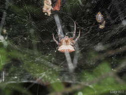 Image of Red Tent Spider