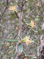 Plancia ëd Cercocarpus ledifolius Nutt.