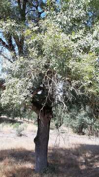 Image of Narrow-leafed Ash