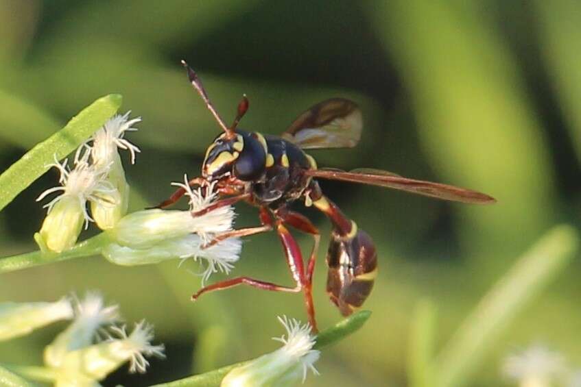 Image of Polybiomyia