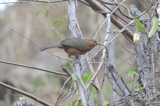 Image of Rusty-cheeked Scimitar Babbler