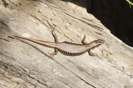 Image of Warm-temperate Water-skink