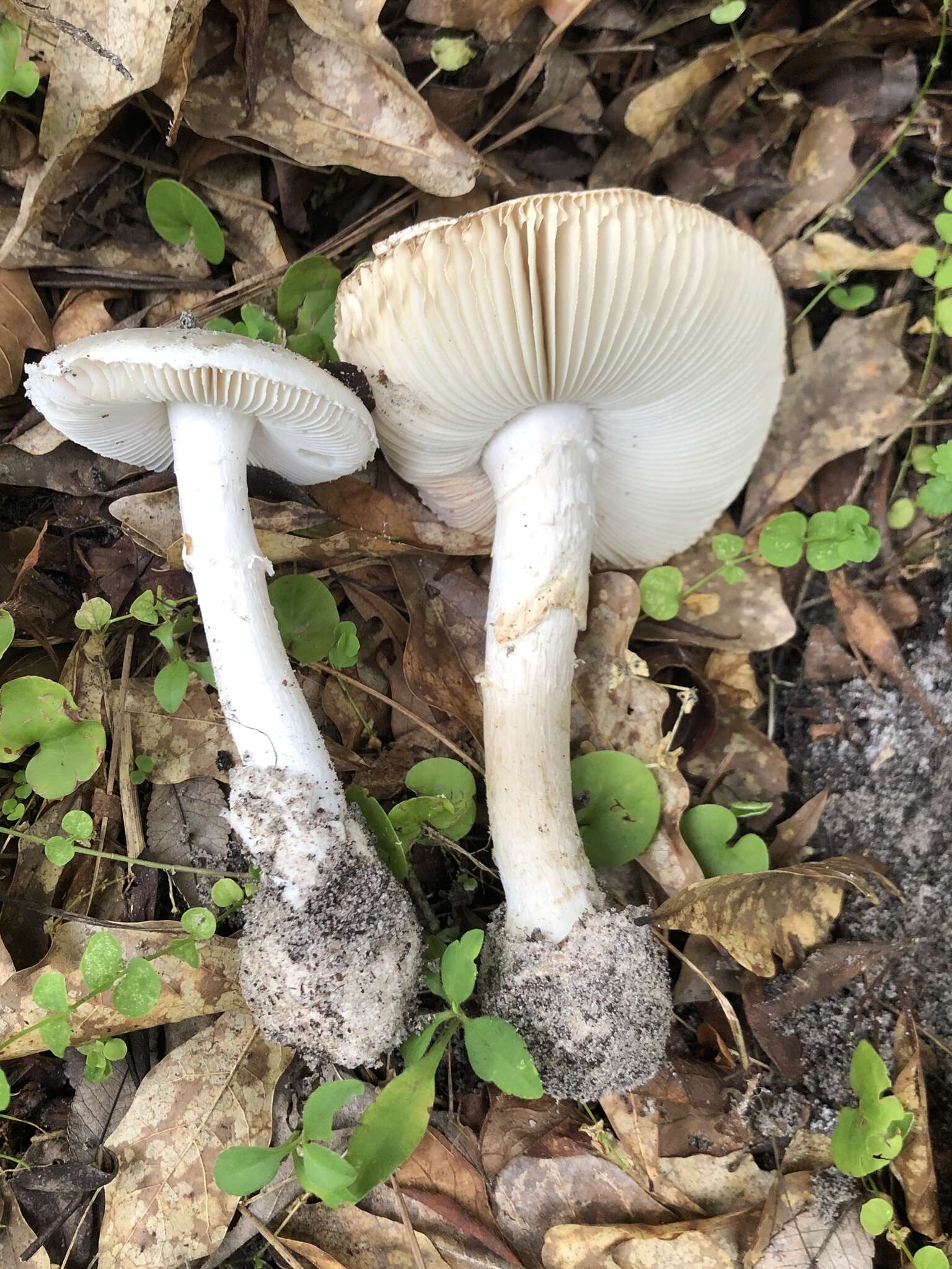 Image of Amanita mutabilis Beardslee 1919