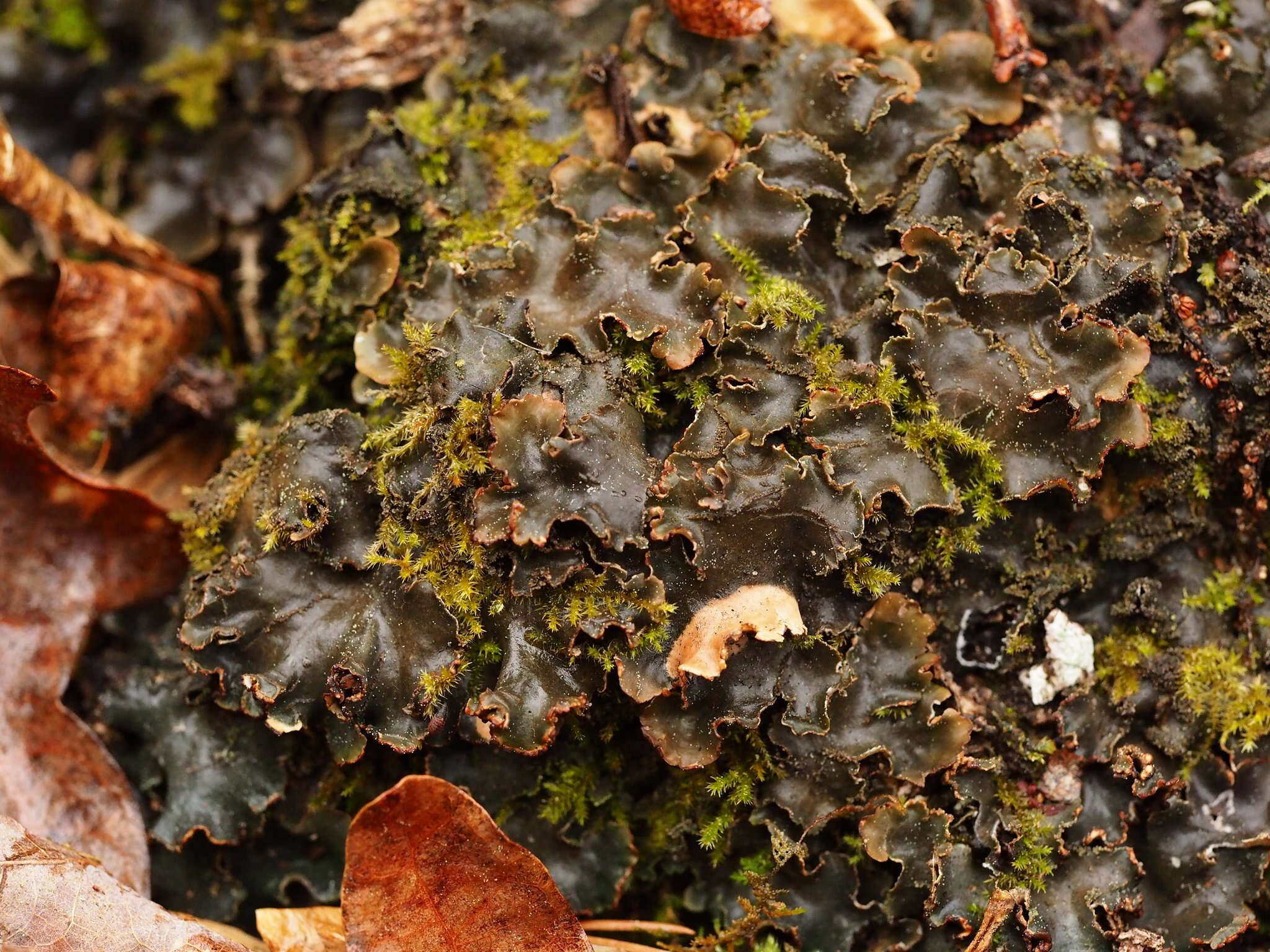 Слика од Peltigera phyllidiosa Goffinet & Miadl.