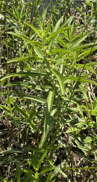 Image of marsh mermaidweed