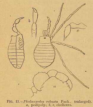 Sivun Sclerobunus robustus (Packard 1877) kuva