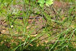 Image of Drimia uniflora J. C. Manning & Goldblatt