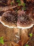 Image of Amanita morenoi Raithelh. 1986