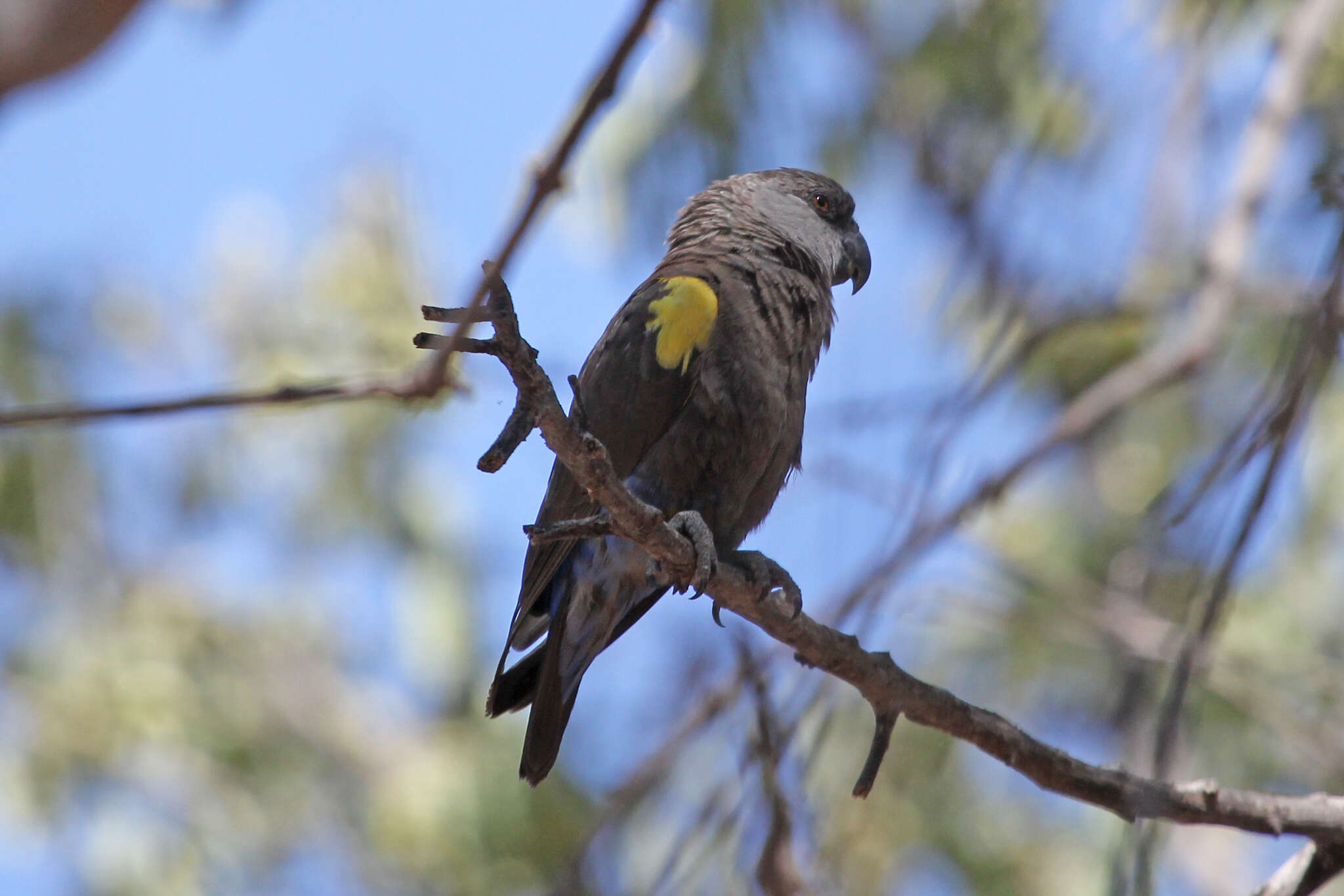 Image of Rüppell's Parrot