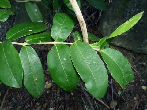 Image of Noronhia foveolata (E. Mey.) Hong-Wa & Besnard