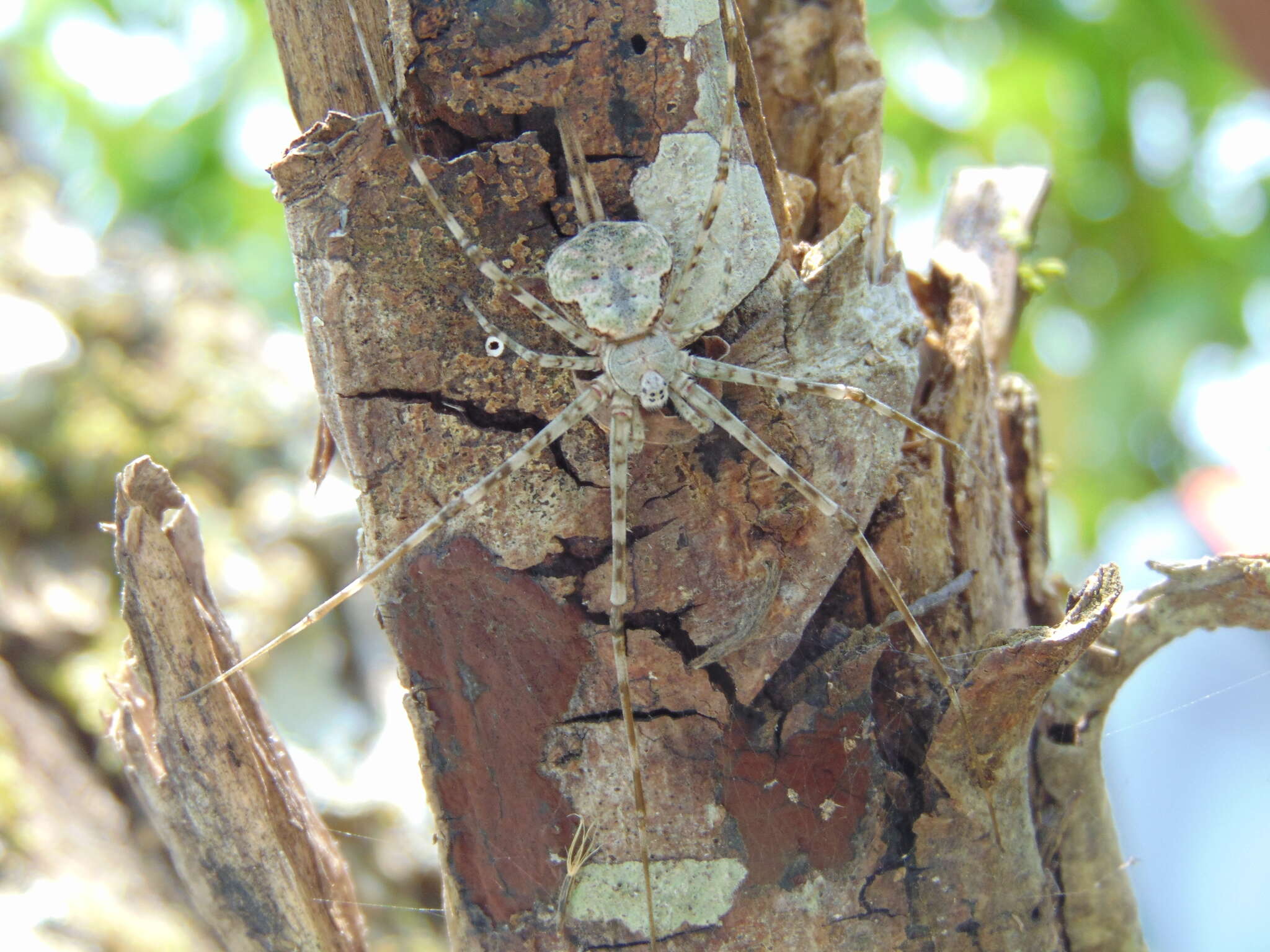 Image of Neotama mexicana (O. Pickard-Cambridge 1893)