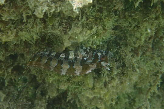 Image of Tompot Blenny