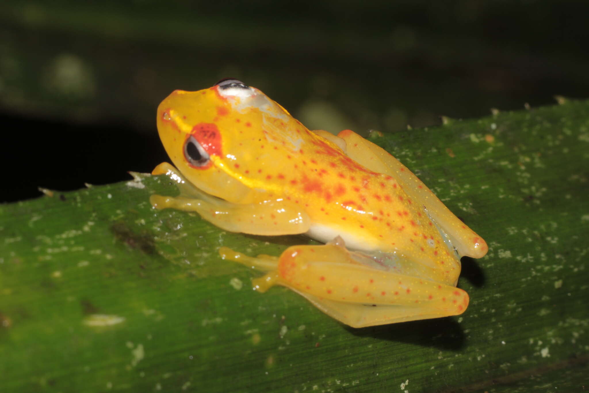 Image of Central Bright-eyed Frog