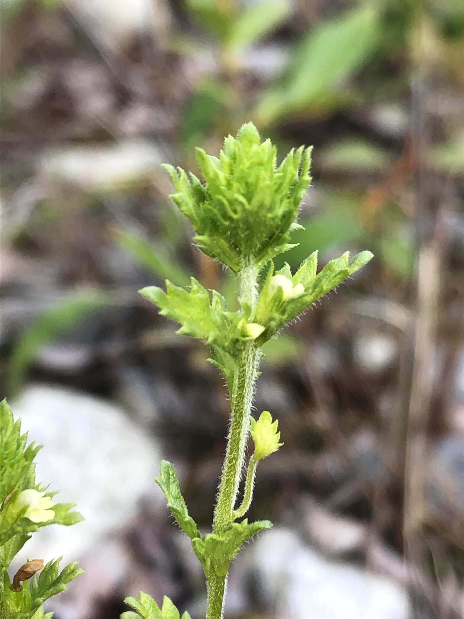 Imagem de Euphrasia subarctica Raup