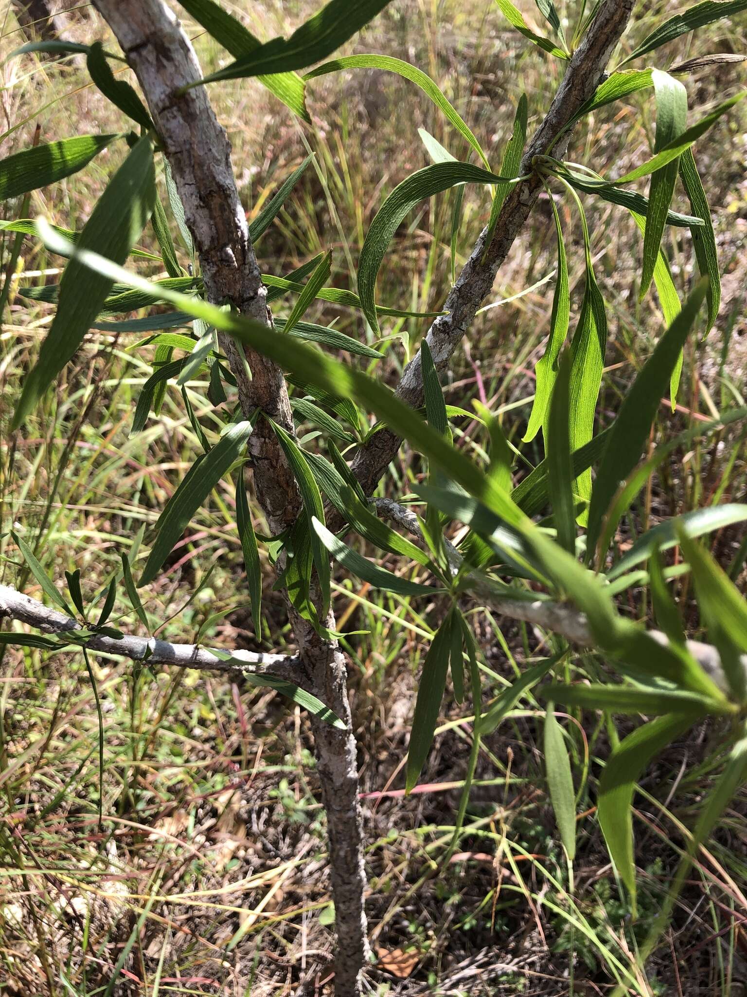 Plancia ëd Dolichandrone alternifolia (R. Br.) Seem.