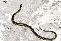 Thamnophis pulchrilatus (Cope 1885)的圖片