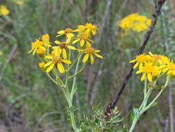 Image of Senecio haygarthii M. R. F. Taylor ex Hilliard