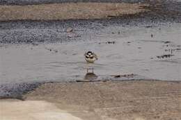 Image of Long-billed Plover