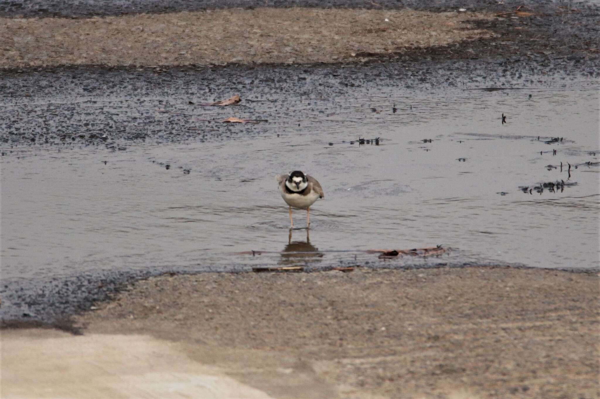 Image of Long-billed Plover