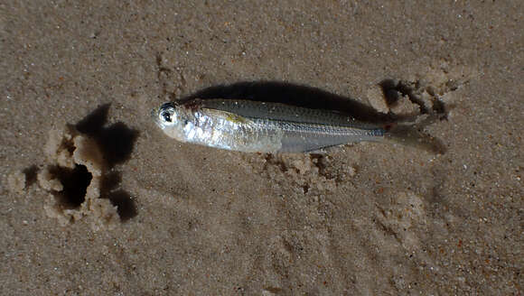 Image of Common hardyhead