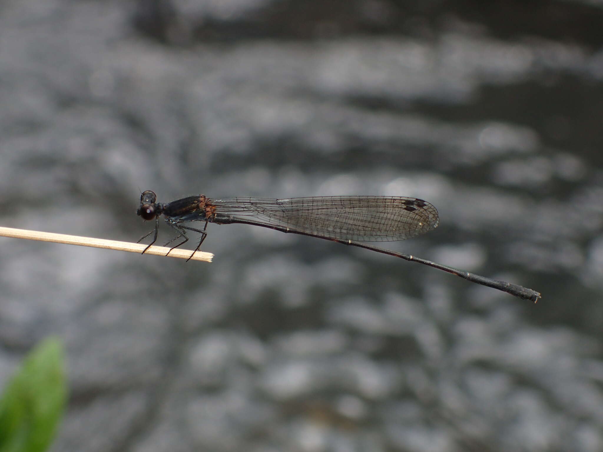 Image of Prodasineura autumnalis (Fraser 1922)