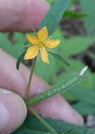 Image of Organ Mountain blazingstar