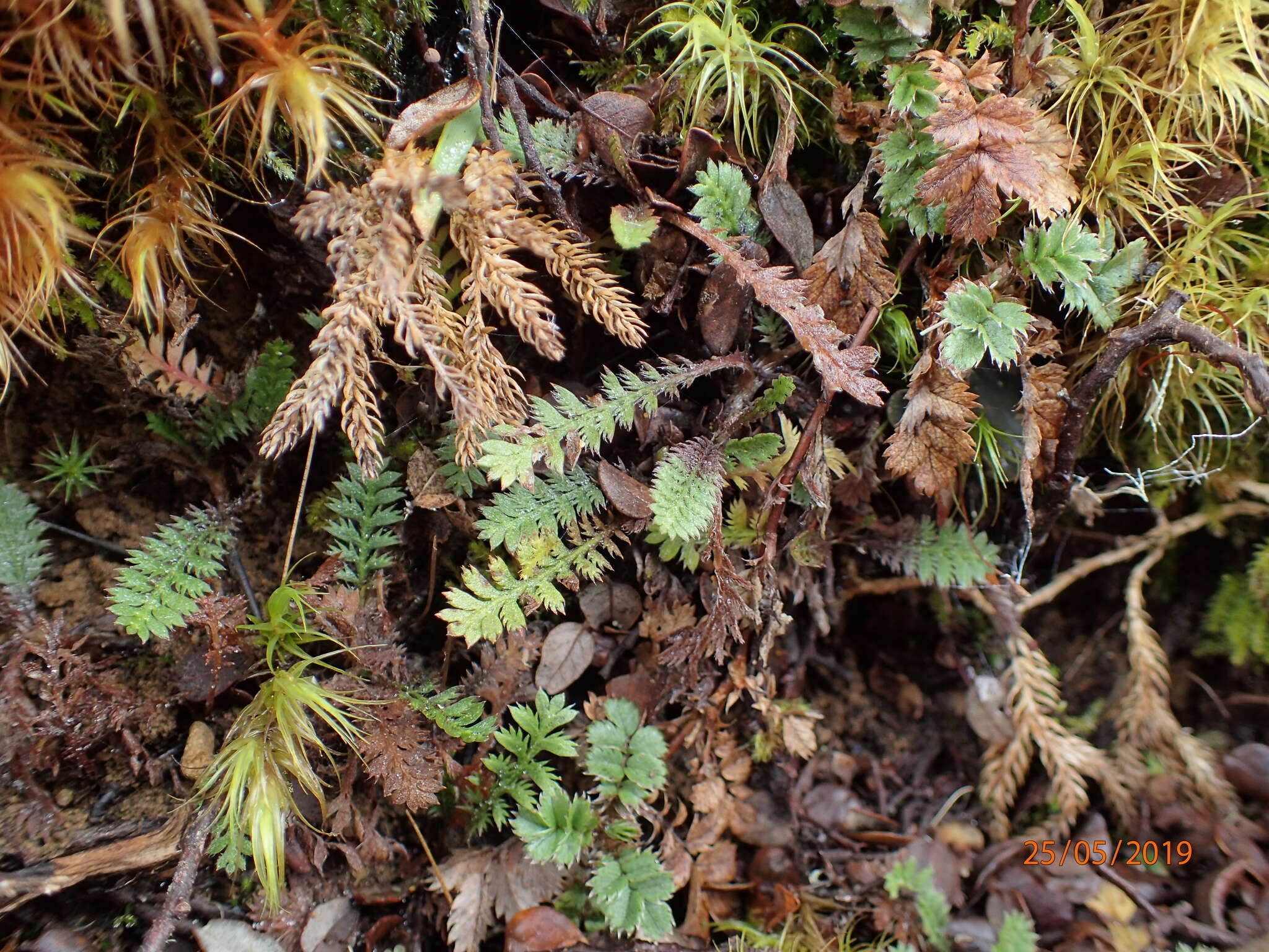 صورة Leptinella squalida Hook. fil.