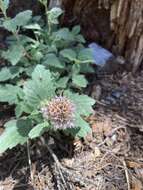 Image of waterleaf phacelia