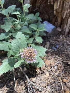 Image of waterleaf phacelia