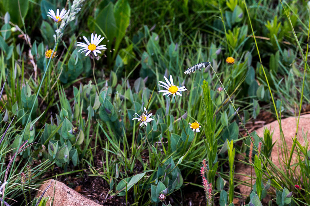 Image de Afroaster perfoliatus (Oliv.) J. C. Manning & Goldblatt