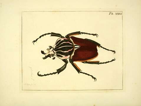 Image of Goliathus goliatus (Linnaeus 1771)