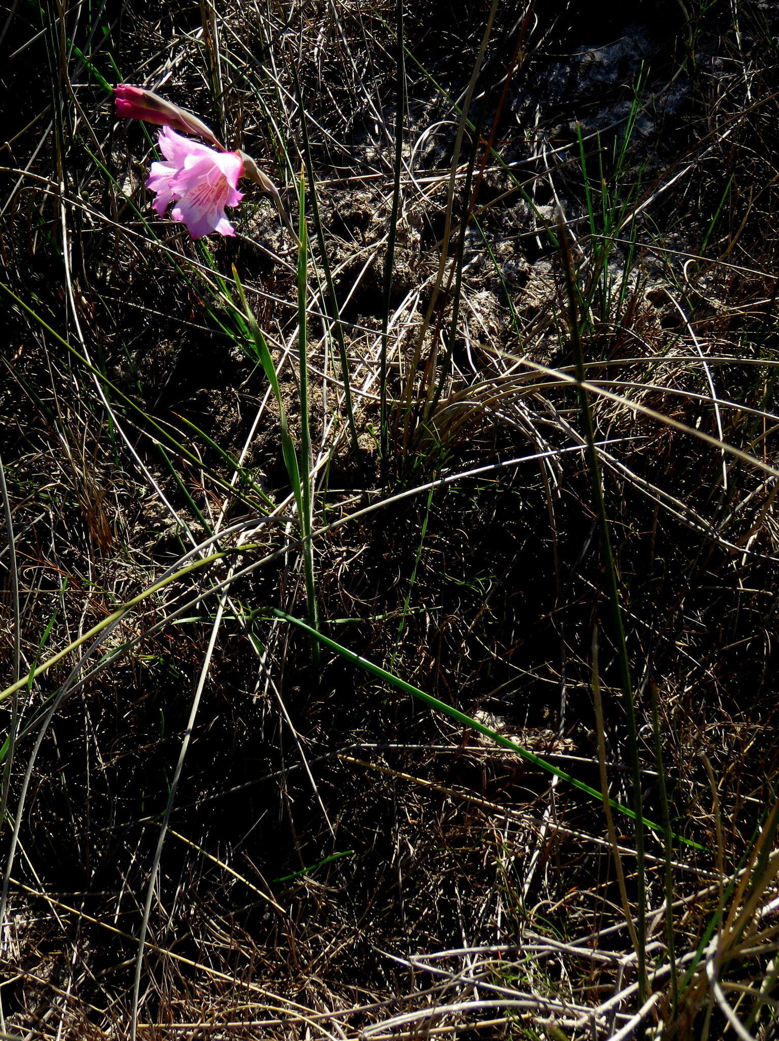 Imagem de Gladiolus hirsutus Jacq.