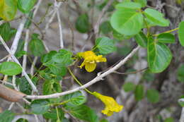 Plancia ëd Spirotecoma spiralis (C. Wright) Pichon