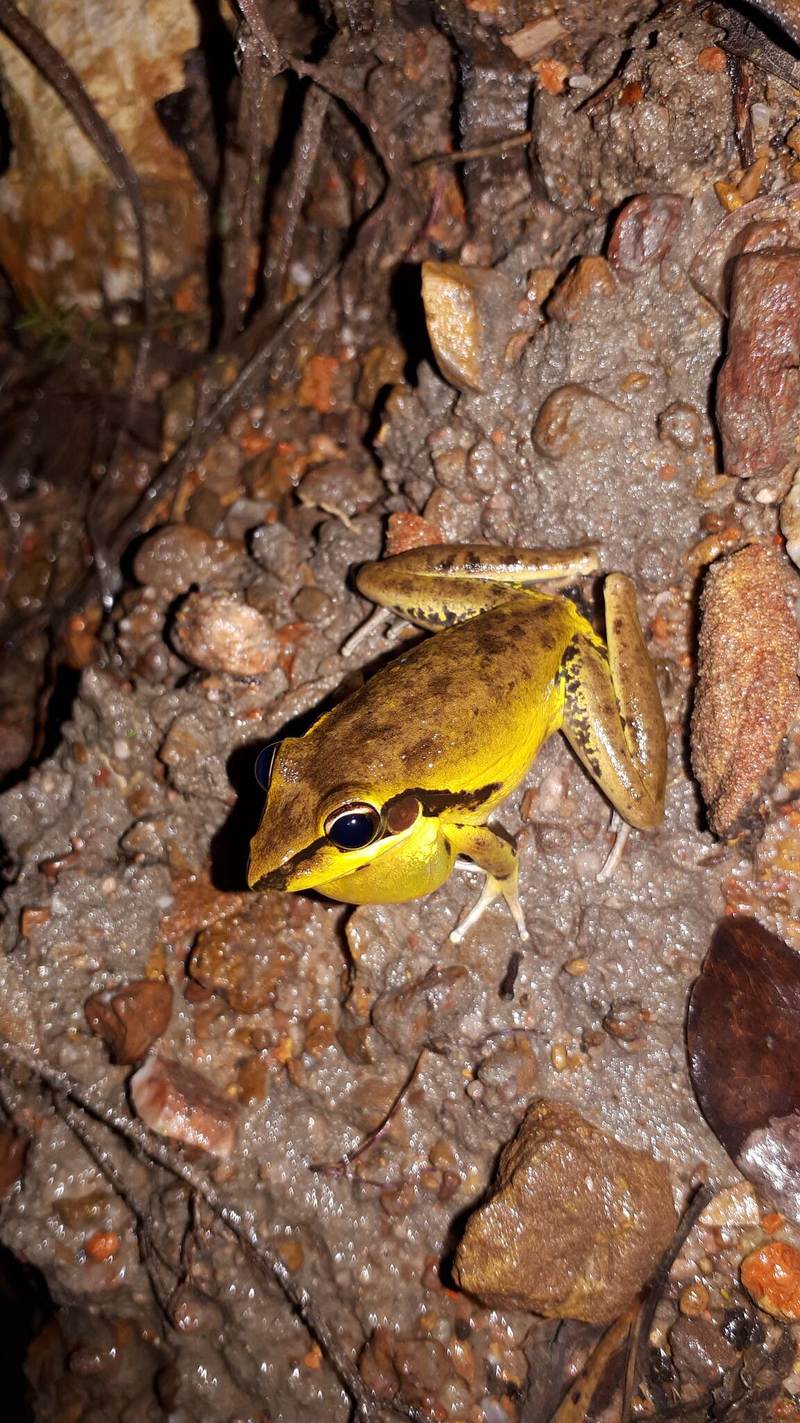 Image of Litoria spaldingi (Hosmer 1964)