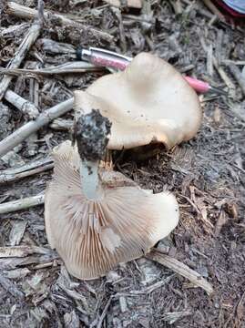 Image of Entoloma griseum Peck 1904