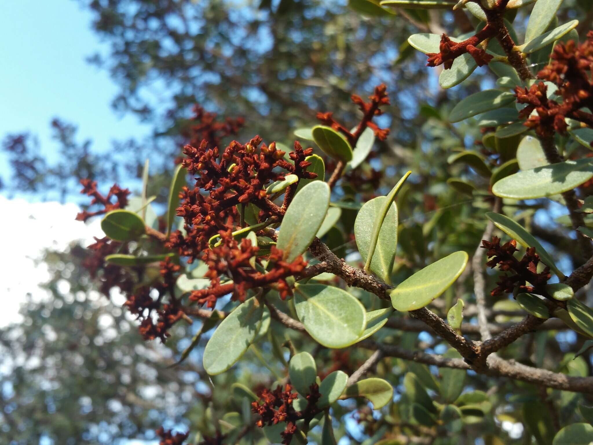 Image of Asteropeia densiflora Baker