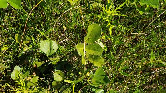 Image of roundleaf leather-root