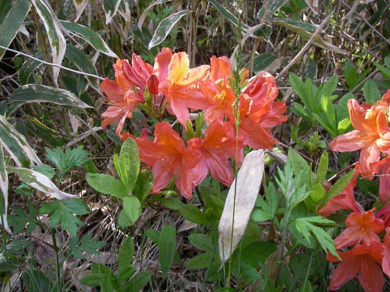 صورة Rhododendron japonicum (A. Gray) Suringar