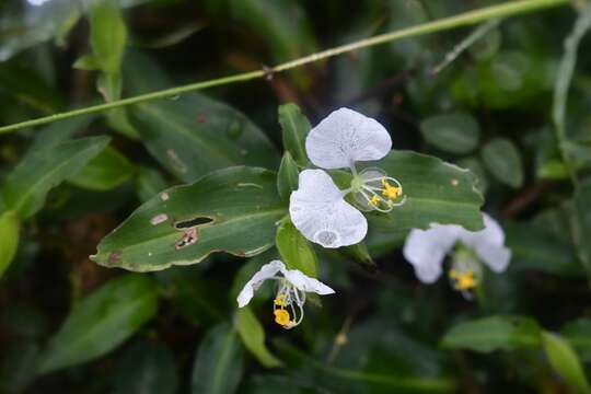 Image de Commelina erecta subsp. erecta