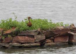 Image of Lesser Whistling Duck