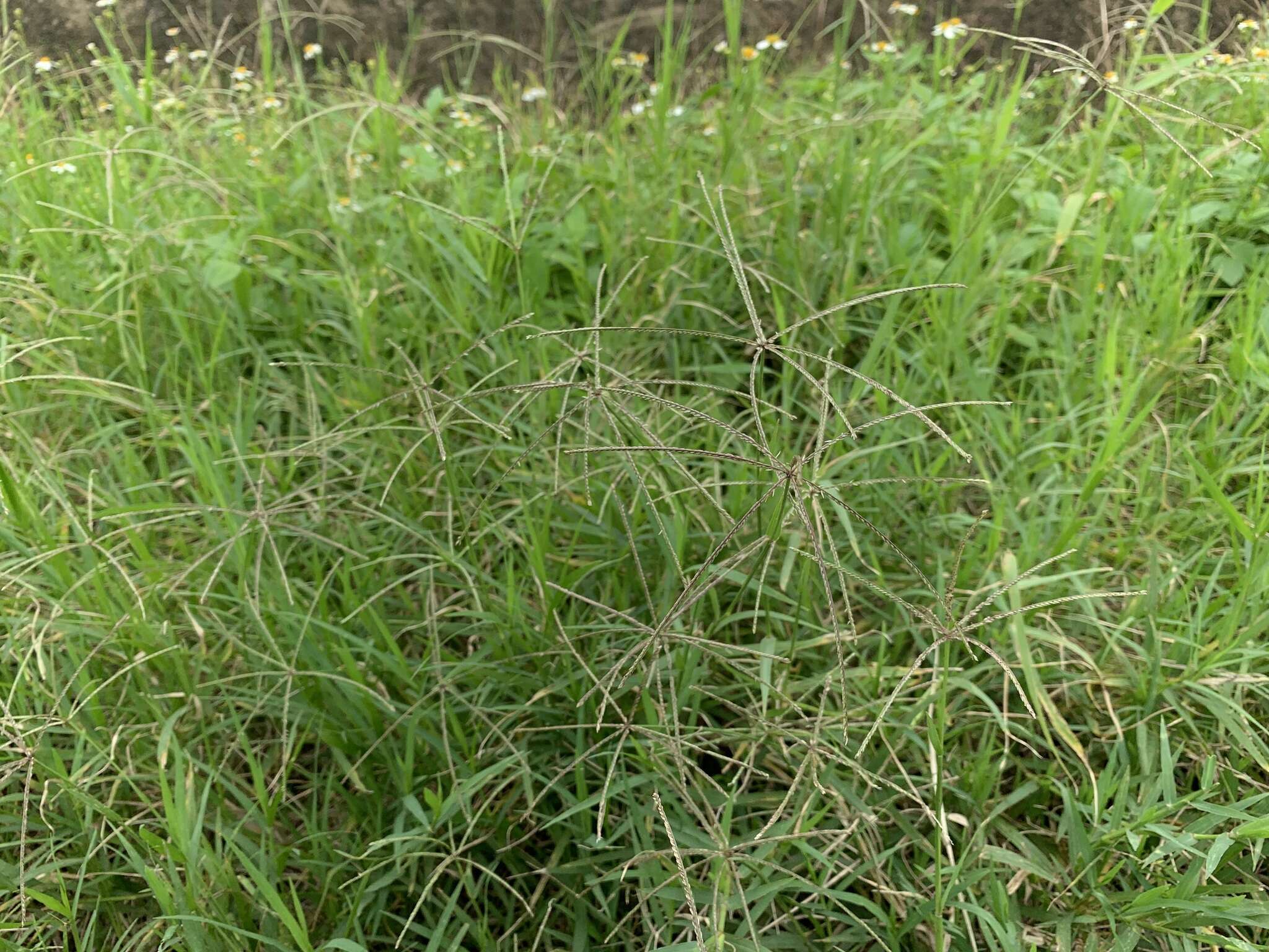 Image of African Bermudagrass