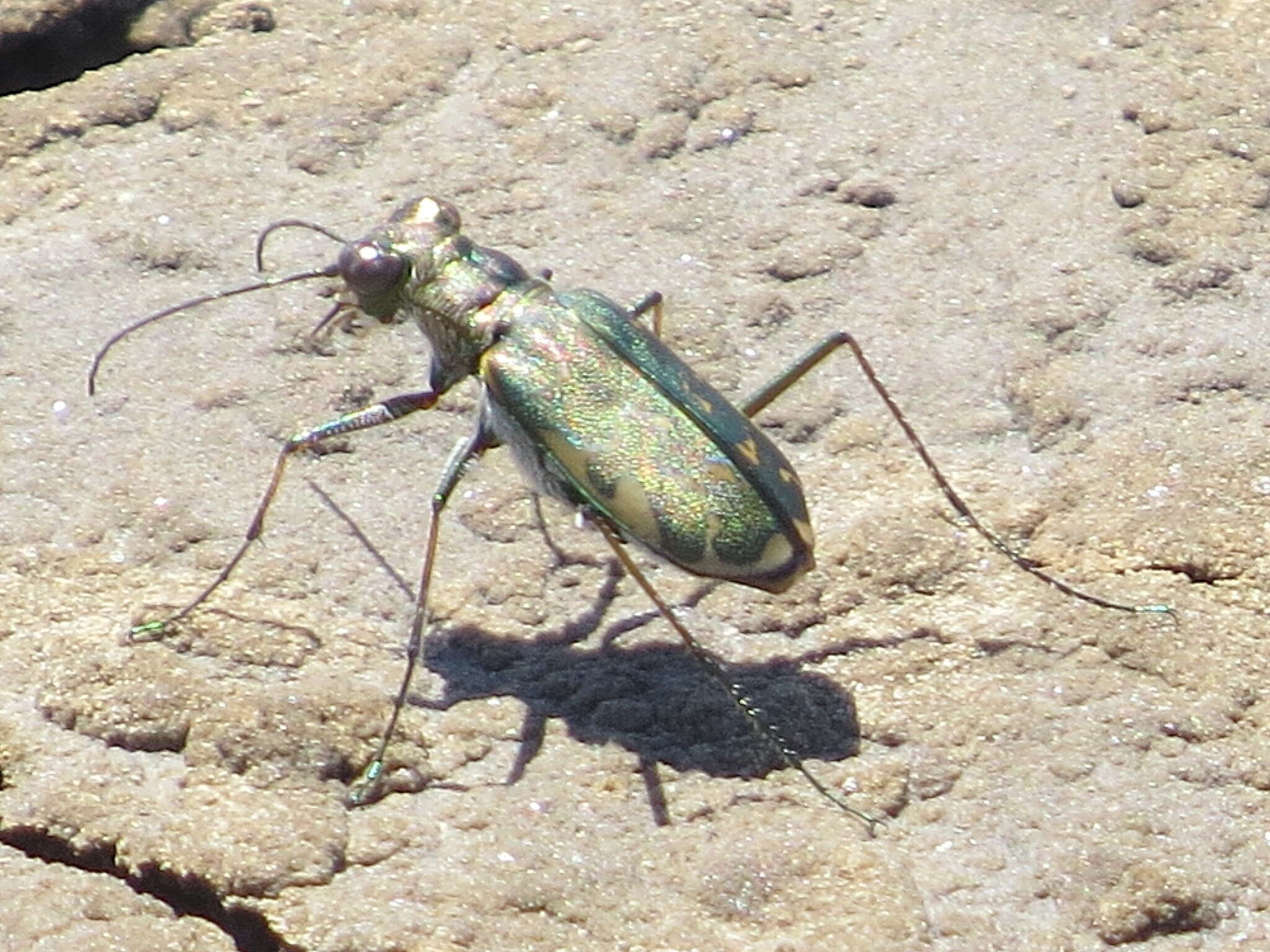 Plancia ëd Cicindela (Cicindelidia) trifasciata sigmoidea Le Conte 1851