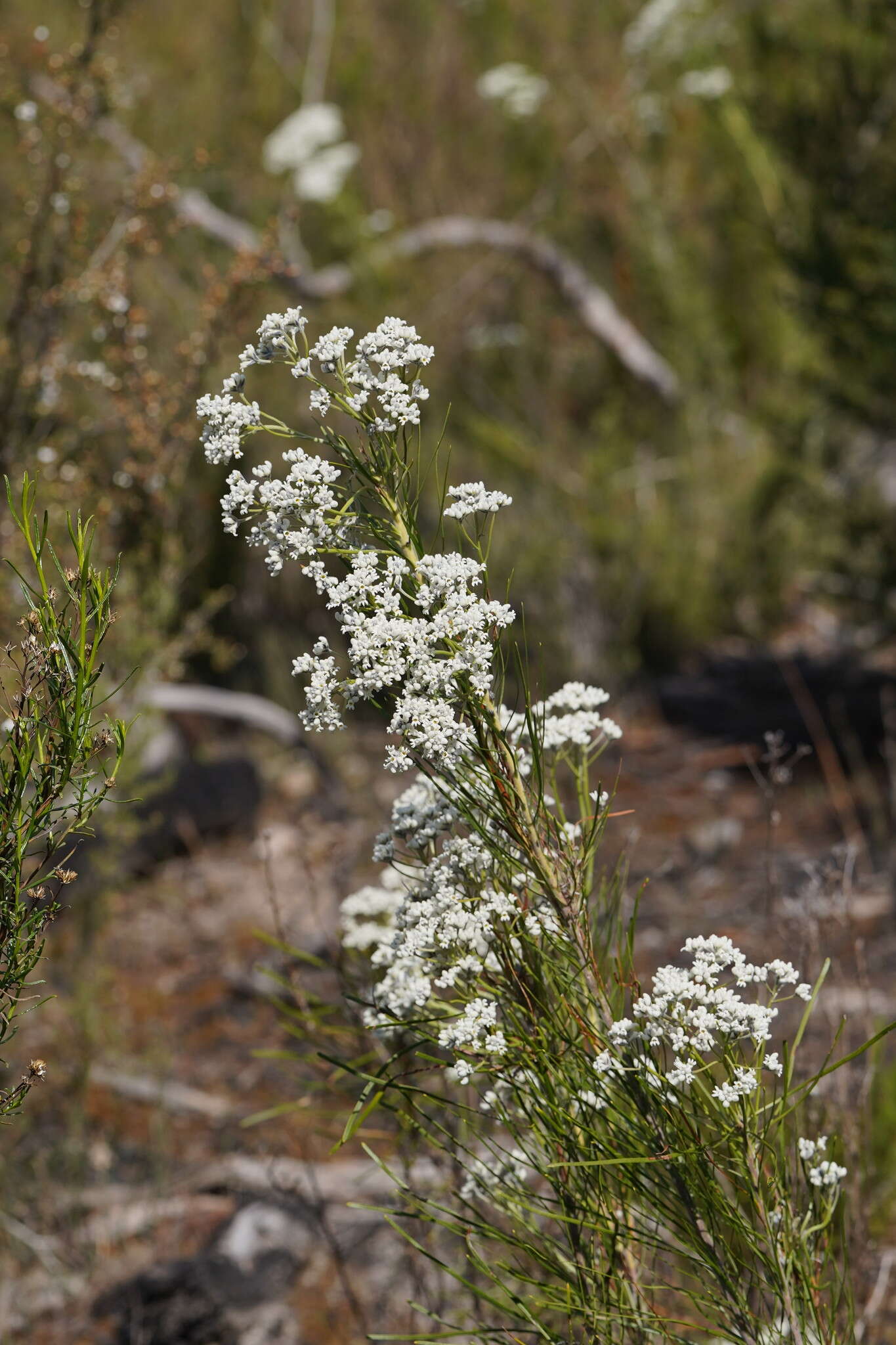 صورة Conospermum mitchellii Meissn.