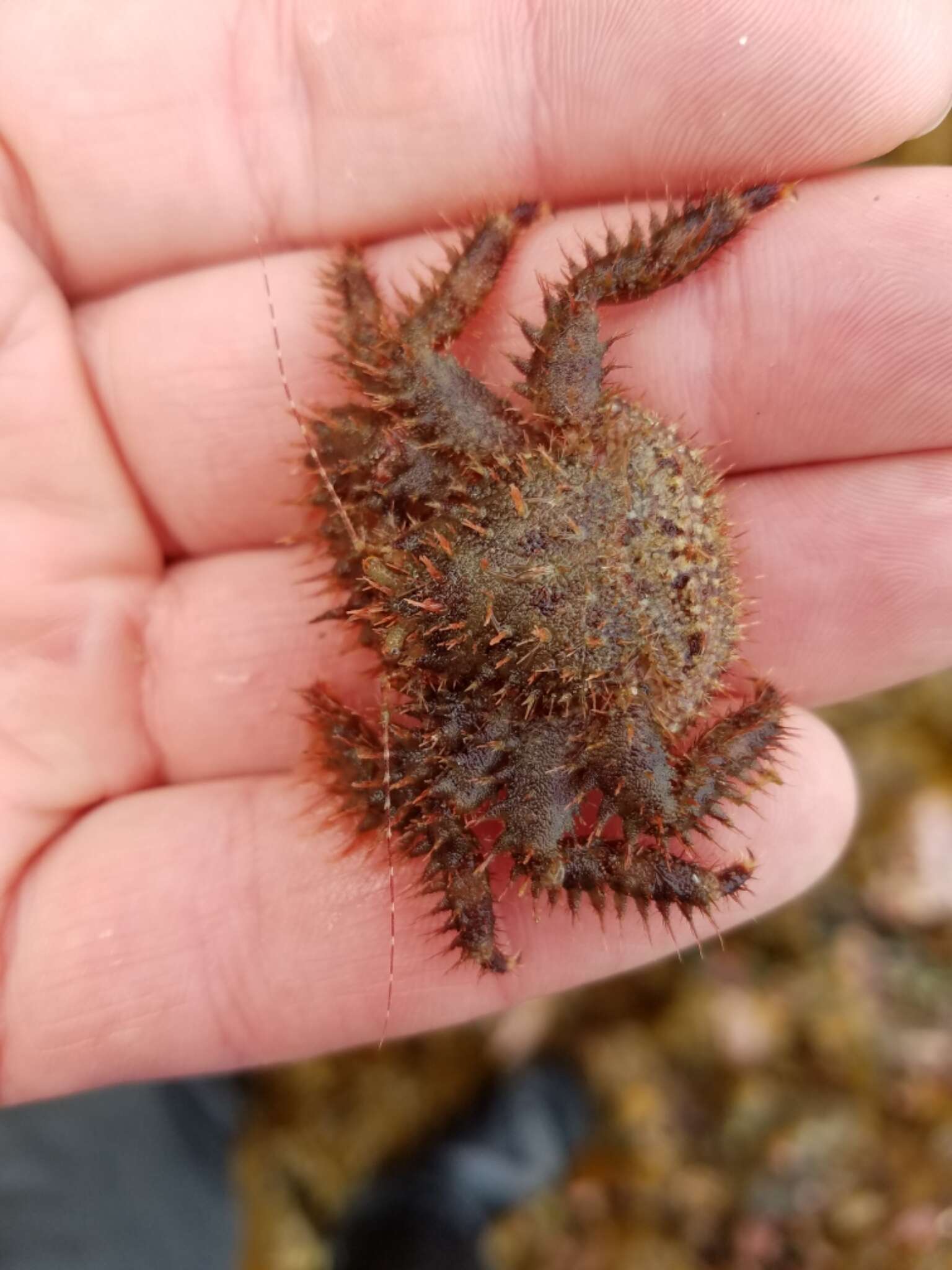 Image of hairy crab