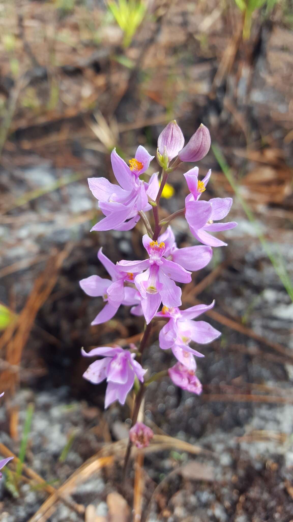 Image of Many-flowered grass-pink orchid