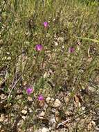 Imagem de Clarkia affinis H. & M. Lewis