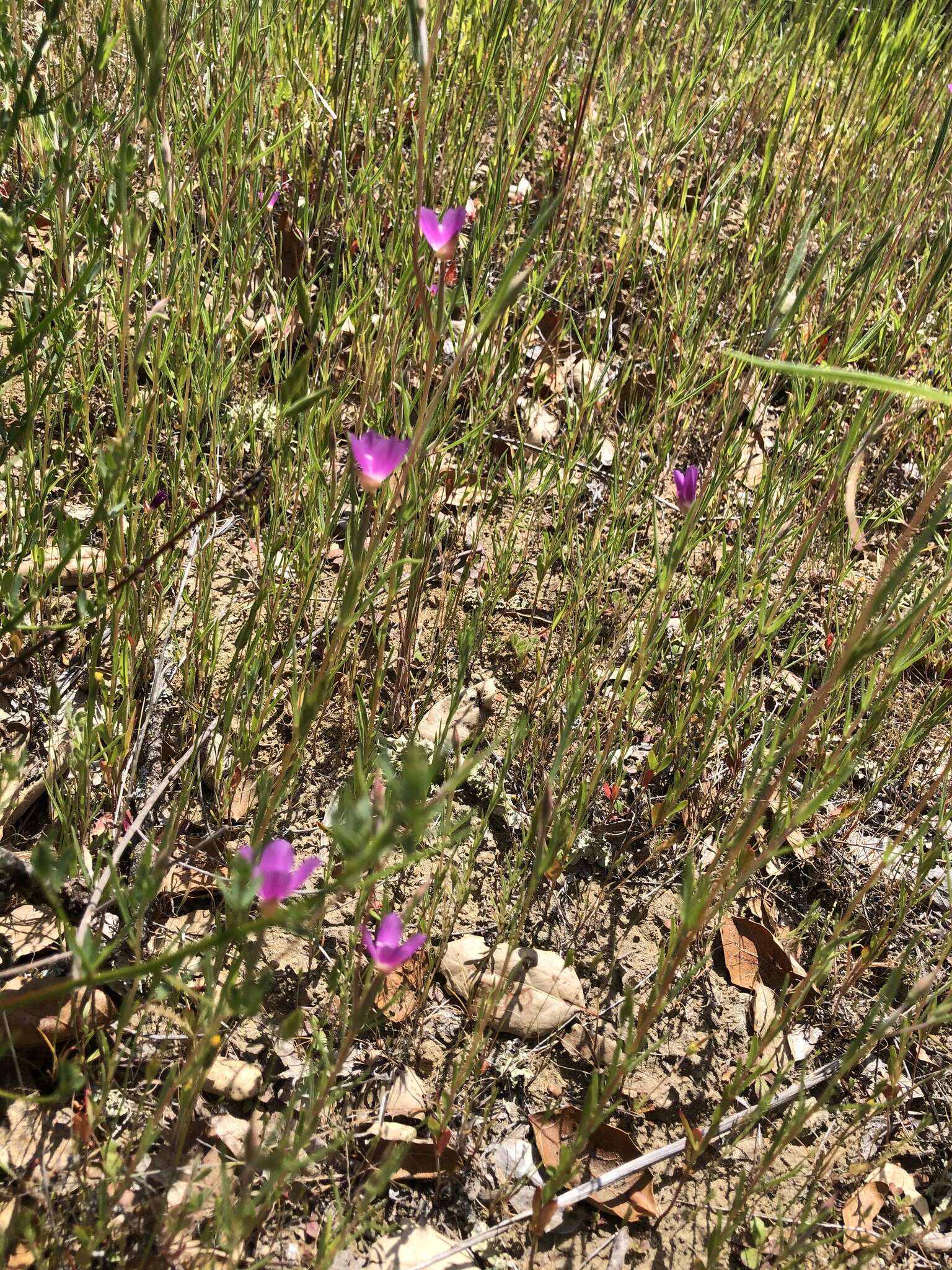 Image of chaparral clarkia