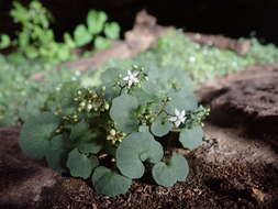 Image of Crassula dentata Thunb.