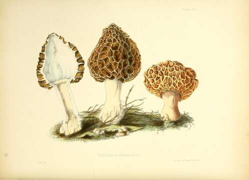 Plancia ëd Morchella esculenta (L.) Pers. 1801